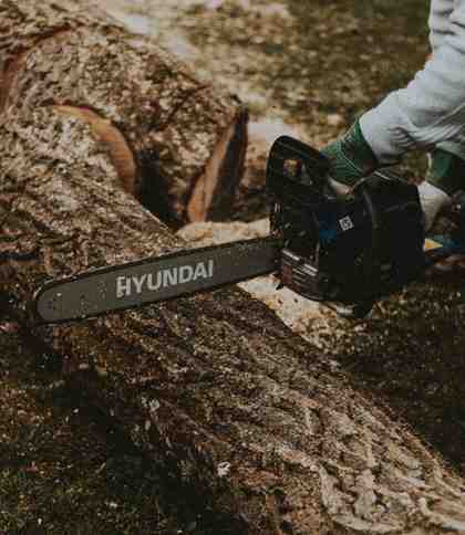 What to Do With a Tree Stump