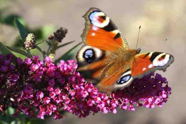 where to find peacock flower wuthering waves
