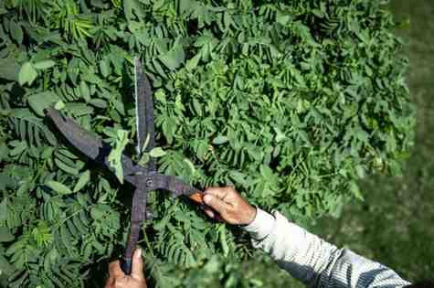 How to Trim a Palo Verde Tree for Health, Shape, & Growth