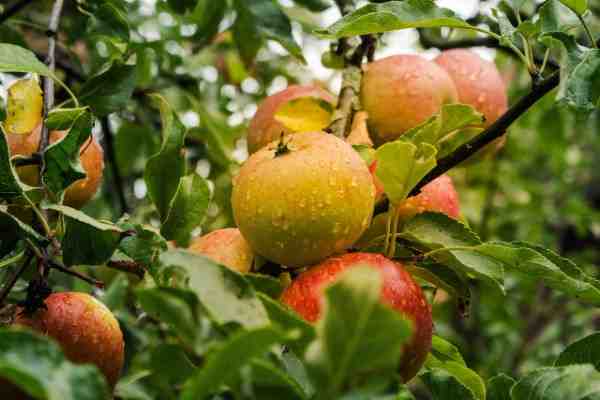 Trimming an Apple Tree: Tips for Healthy Growth