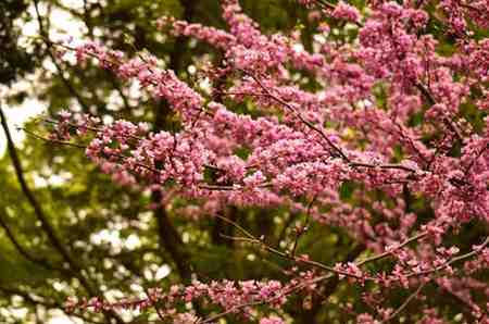 When to Trim Redbud Trees for Maximum Bloom and Shape