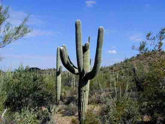 How to Plant Saguaro Cactus From Seeds and Grow Them