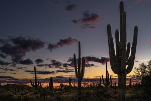 How to Plant Saguaro Cactus