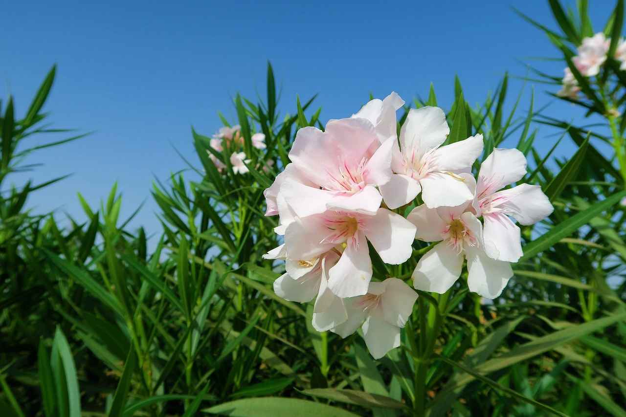 Oleander Trimming Tips: How and When to Prune for Best Growth