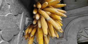 Steep, Cheap & Deep Root