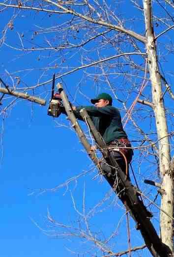 Tree Service Fountain Hills