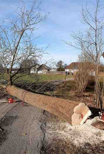 tree removal fountain hills