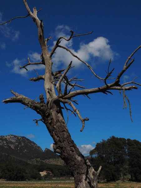 tree removal fountain hills az