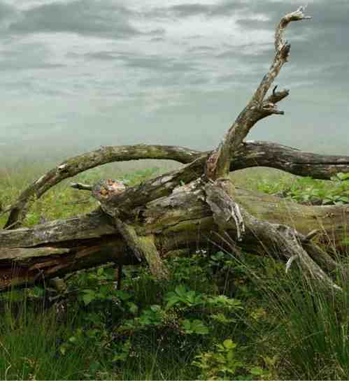 Tree Service Fountain Hills