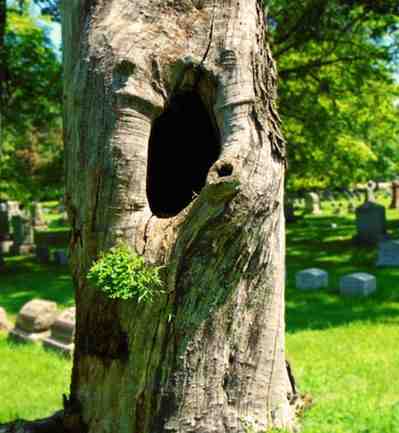 tree removal fountain hills