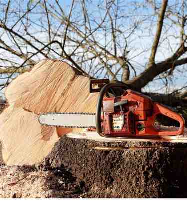 tree removal cave creek az