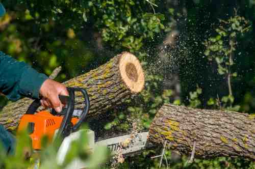 tree removal service