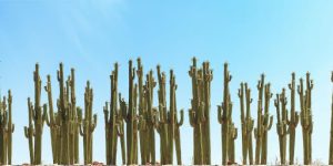 Understanding Saguaro Growth Rate

