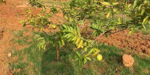 Fertilizer Tips to Accelerate Rubber Tree Growth
