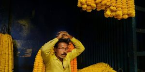 Fertilizing Your Corn Plant