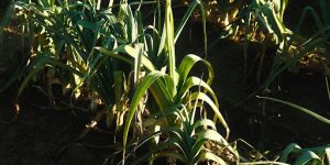 Propagation Tips: How to Multiply Your Corn Plant Indoors