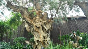 Oleander Tree Root System