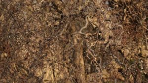 Oleander root damage