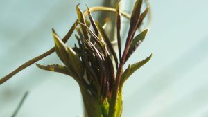 Oleander tree root depth