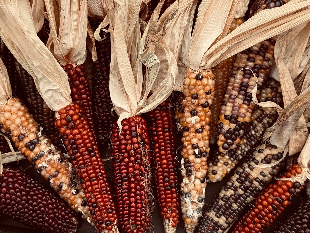 How to Prepare a Field for Planting Corn: A Step-by-Step Guide