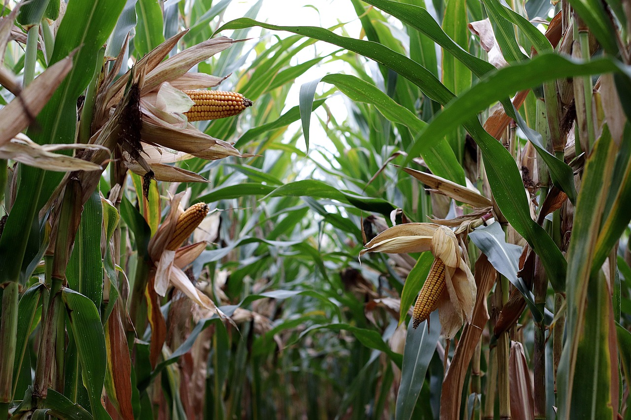 How to Prune a Corn Plant: Simple Care Guide
