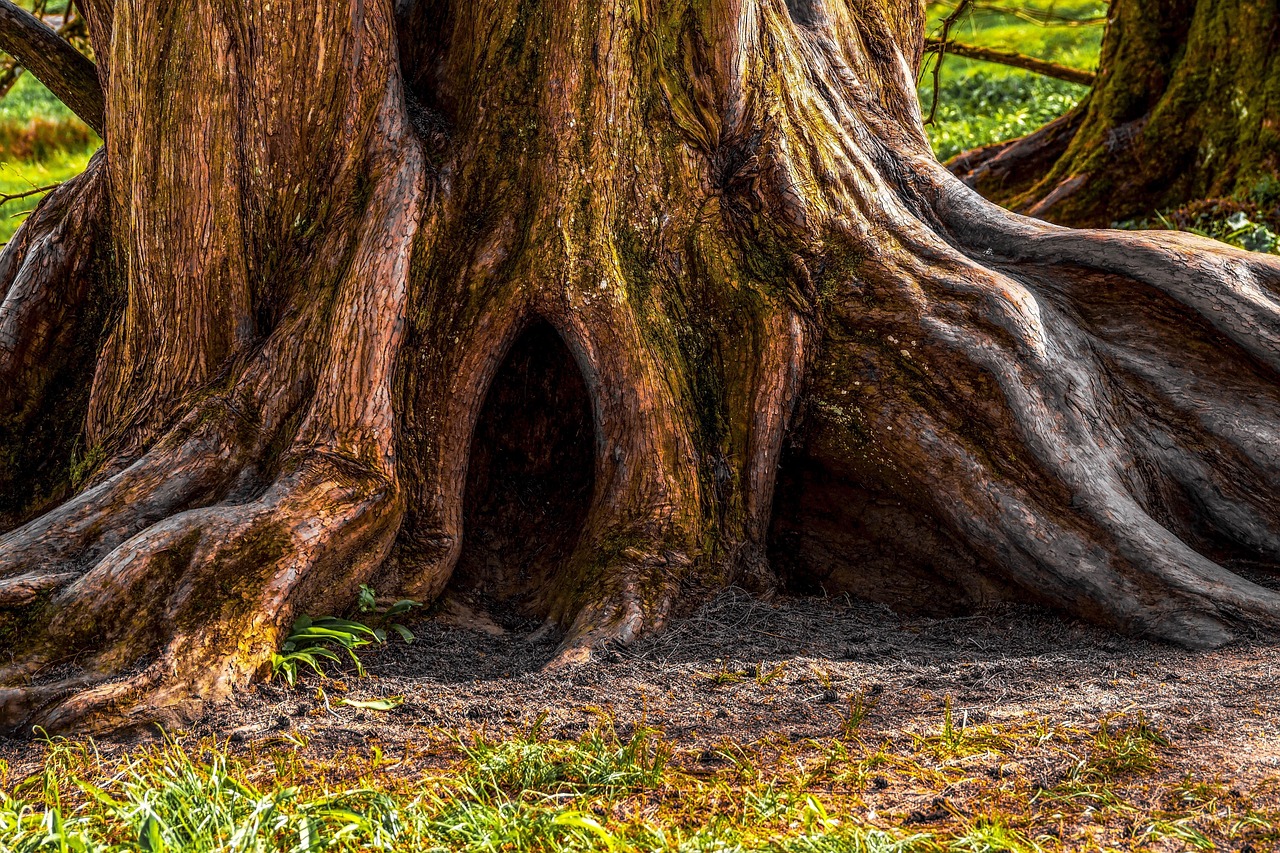 Oleander Tree Root System: Growth, Risks & Management