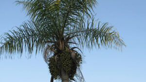 California Fan Palm Tree