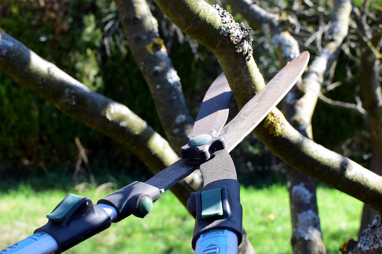 What Is The Difference Between Tree Trimming And Pruning