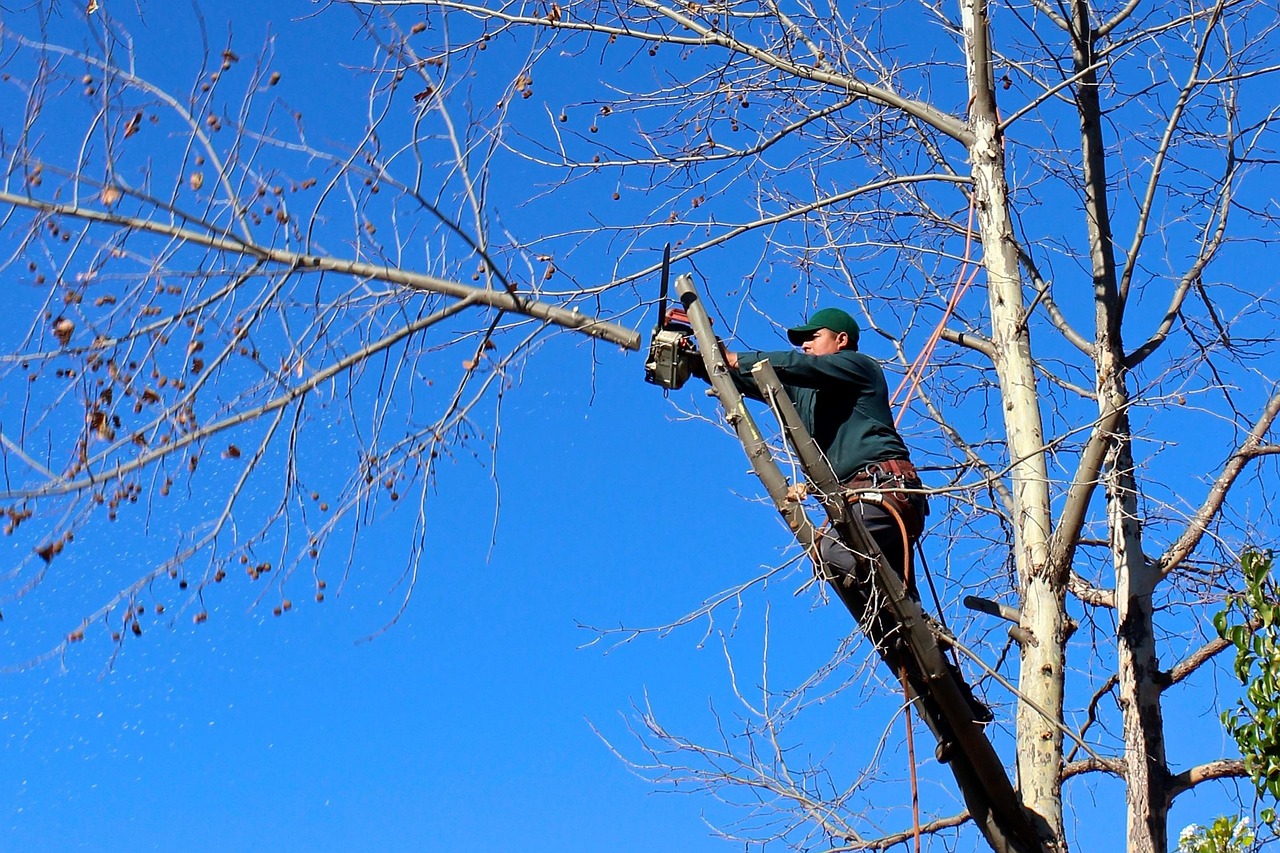 Tree Trimming Services