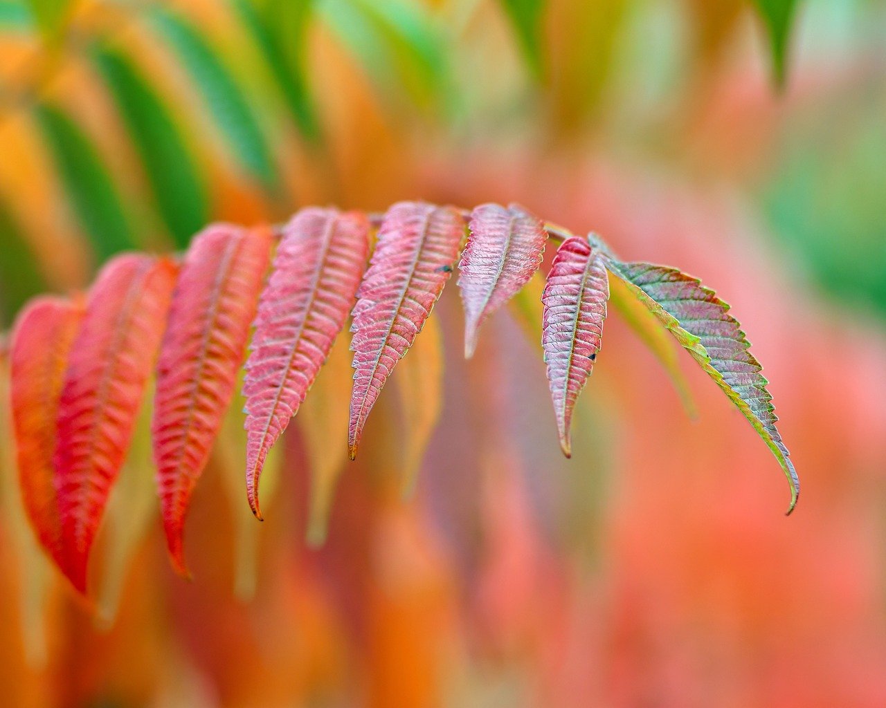 African Sumac Tree Problems and How to Fix Them