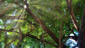 African sumac tree pests and diseases treatment