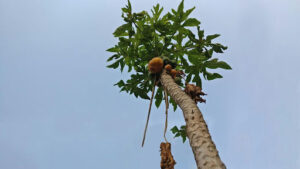 African sumac tree root damage and prevention