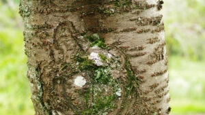 Fungal and Bacterial Infections in African Sumac