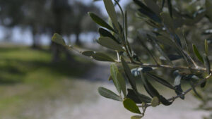Introduction to Olive Tree Growing Zones