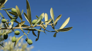 Mapping Olive Tree Growing Zones