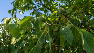 Understanding How Big Does a Fig Tree Get