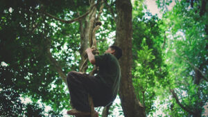 common African sumac tree problems and how to fix them