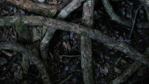 Difference between huisache tree and mesquite tree