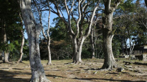 Is Raywood ash a good residential tree