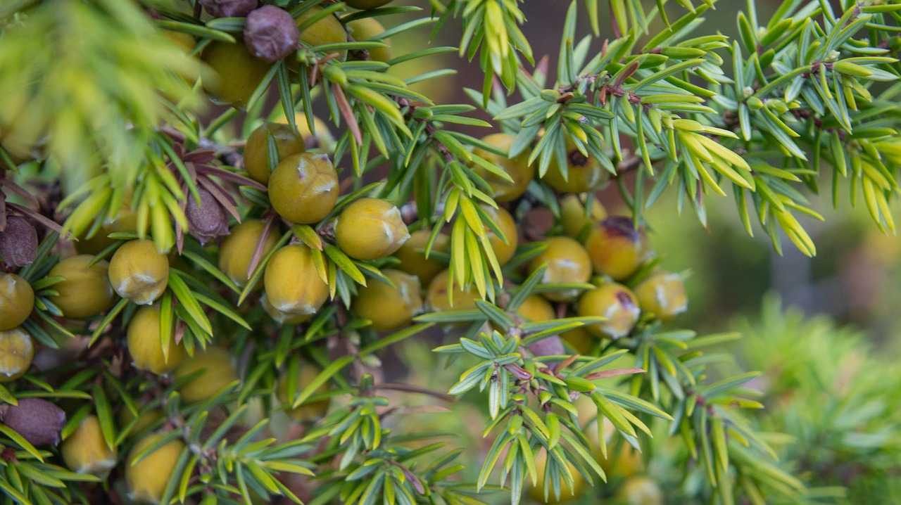 What Does a Juniper Tree Look Like? Leaves Identification Guide