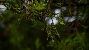 what does a juniper tree look like in the wild