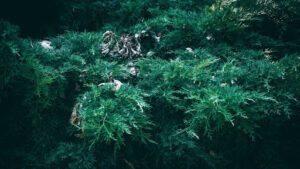 what does a juniper tree look like in winter