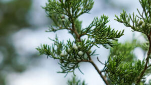 what does a juniper tree look like when mature