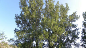 what does a juniper tree look like when young