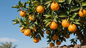 Choosing the Right Fertilizer for Arizona Citrus
