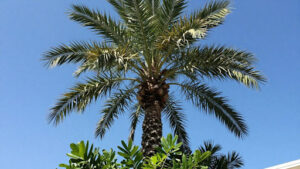 Factors Affecting How Fast Queen Palms Grow