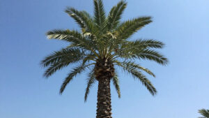 How to Maximize Your Queen Palm's Growth Rate