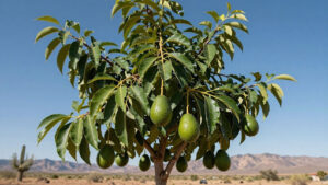 Proper irrigation methods for avocado trees in Arizona